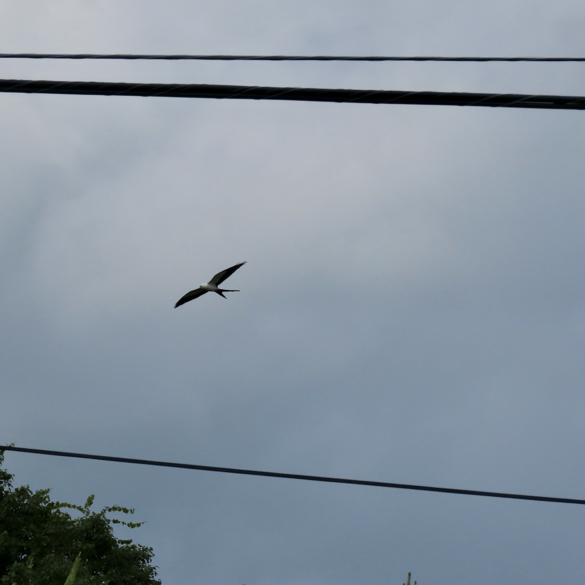 Swallow-tailed Kite - ML462670371