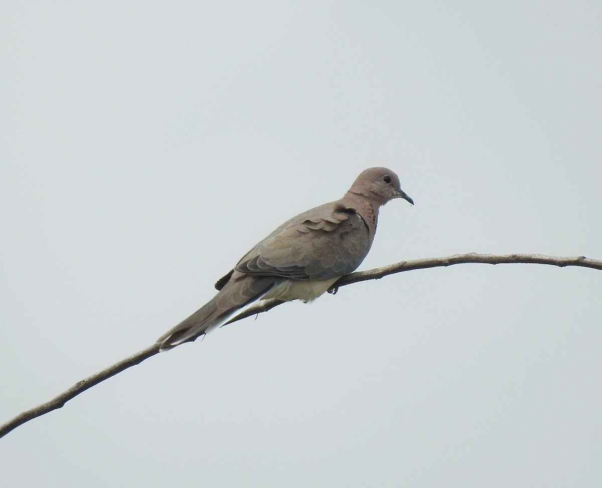 Laughing Dove - ML462671351