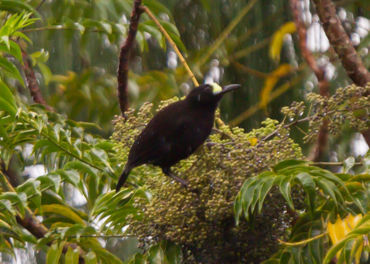 Short-tailed Paradigalla - Christopher Sloan