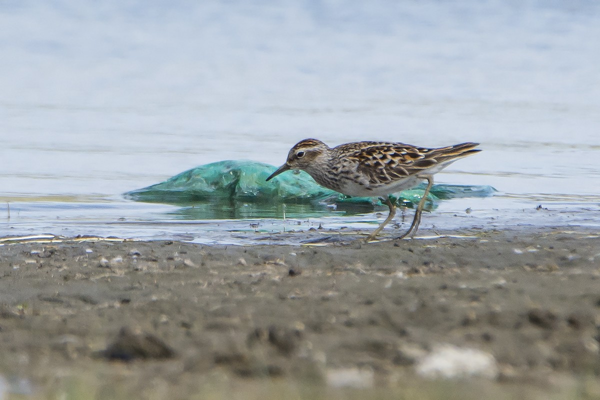 Long-toed Stint - Miguel Rouco
