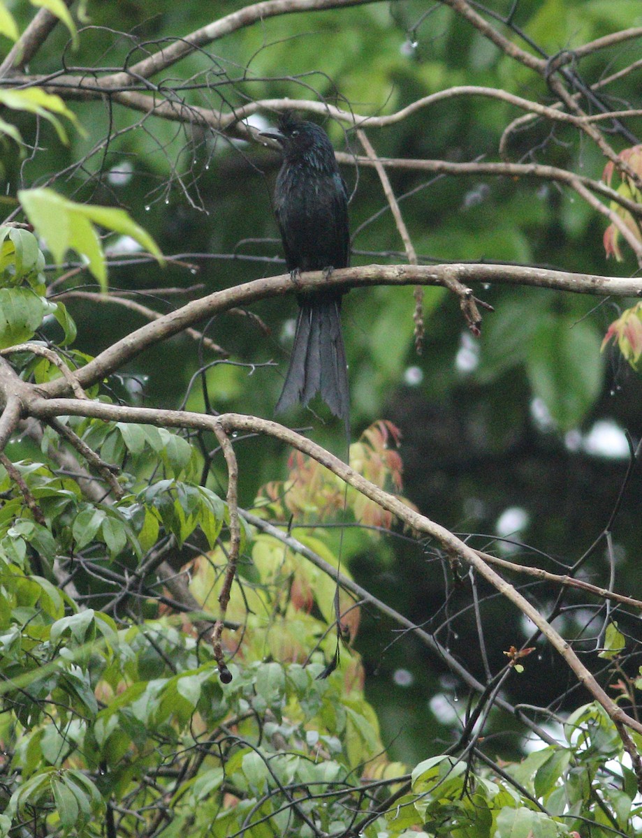 Greater Racket-tailed Drongo - ML462689011