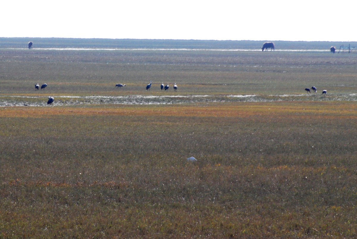 eBird Checklist - 3 Dec 2016 - 崇明岛 (Chongming Island [General Area ...