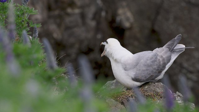 Eissturmvogel (glacialis/auduboni) - ML462697661