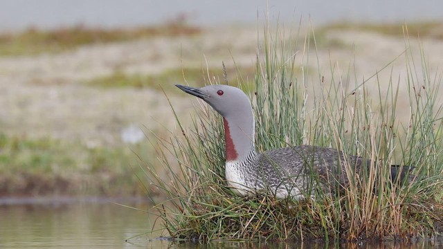 Red-throated Loon - ML462698271