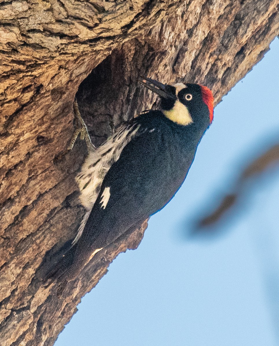 Acorn Woodpecker - ML462698501