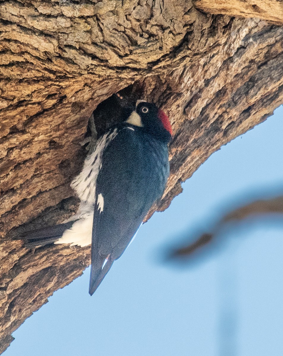 Acorn Woodpecker - ML462698571