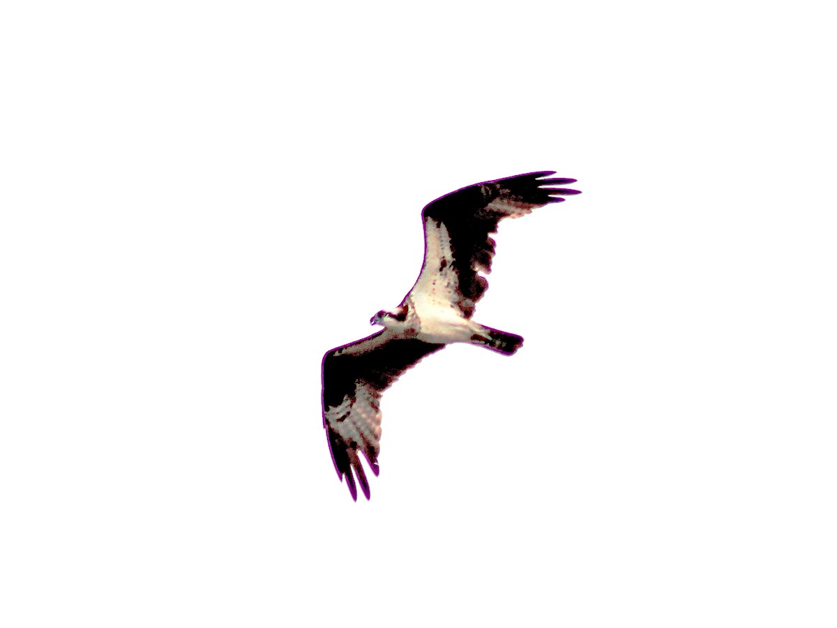 Águila Pescadora - ML462699321