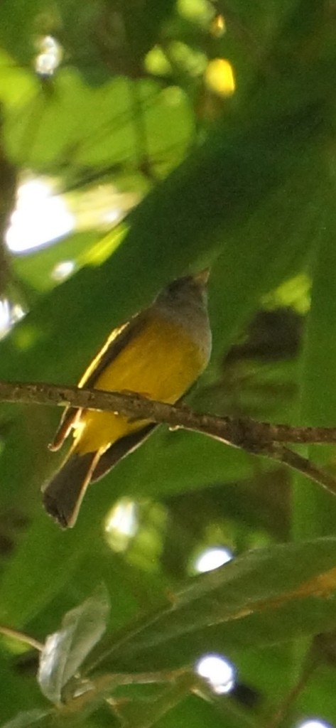 Gray-headed Canary-Flycatcher - ML462699651
