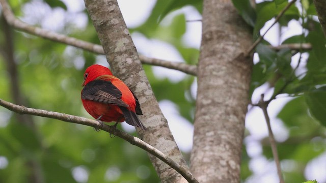 Scarlet Tanager - ML462700731