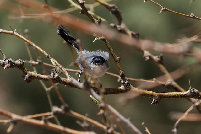 Black-tailed Gnatcatcher - eBird