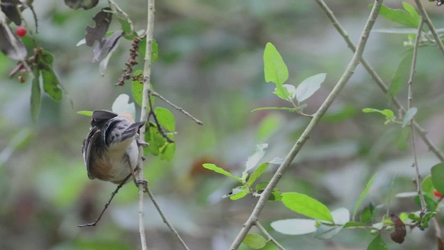 Bay-breasted Warbler - ML462701751