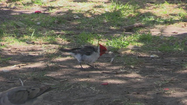 Red-crested Cardinal - ML462705091