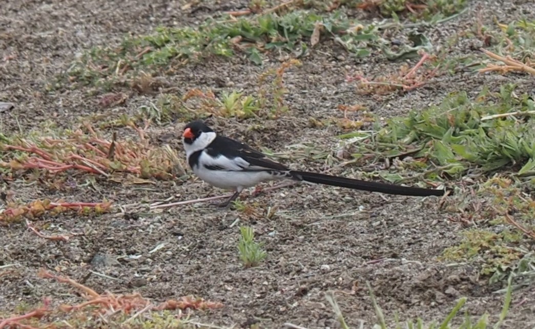 Pin-tailed Whydah - ML462709331