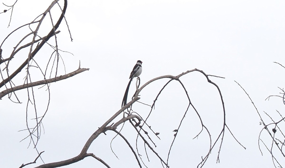 Pin-tailed Whydah - ML462709341