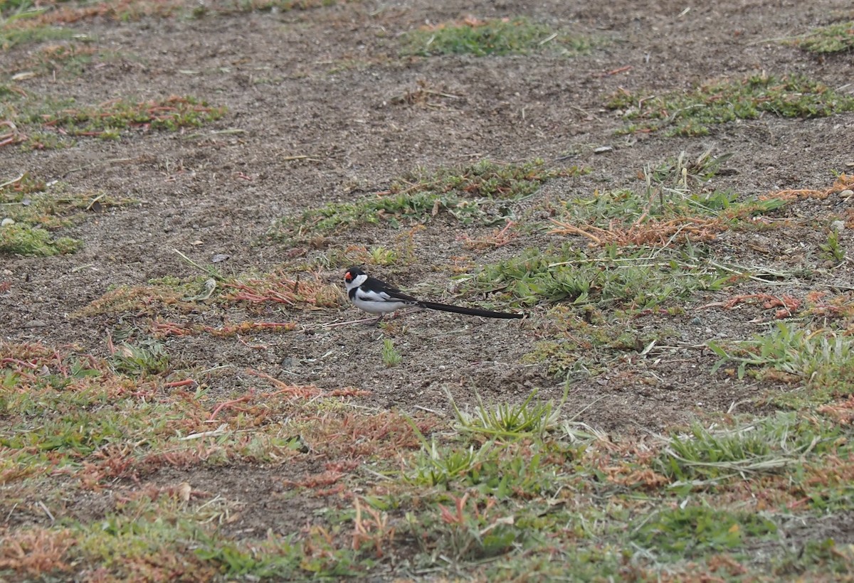 Pin-tailed Whydah - ML462709391