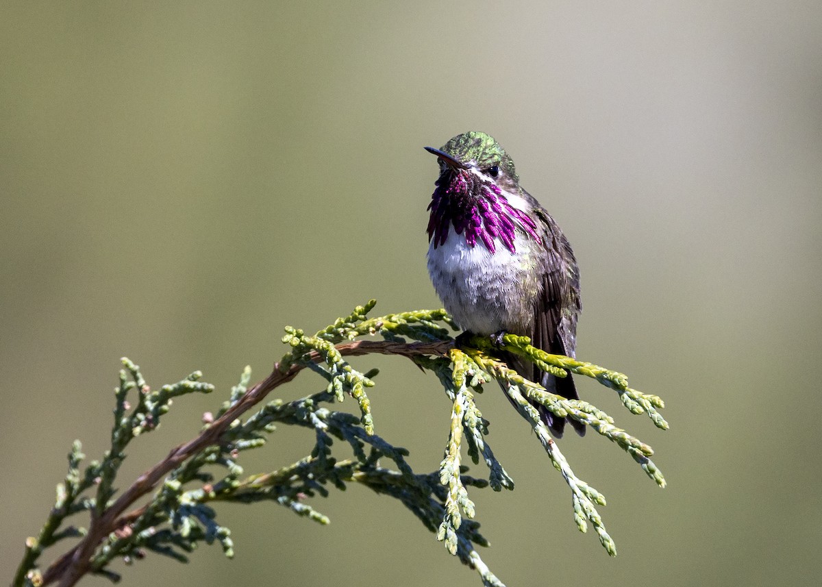 Calliope Hummingbird - ML462712411