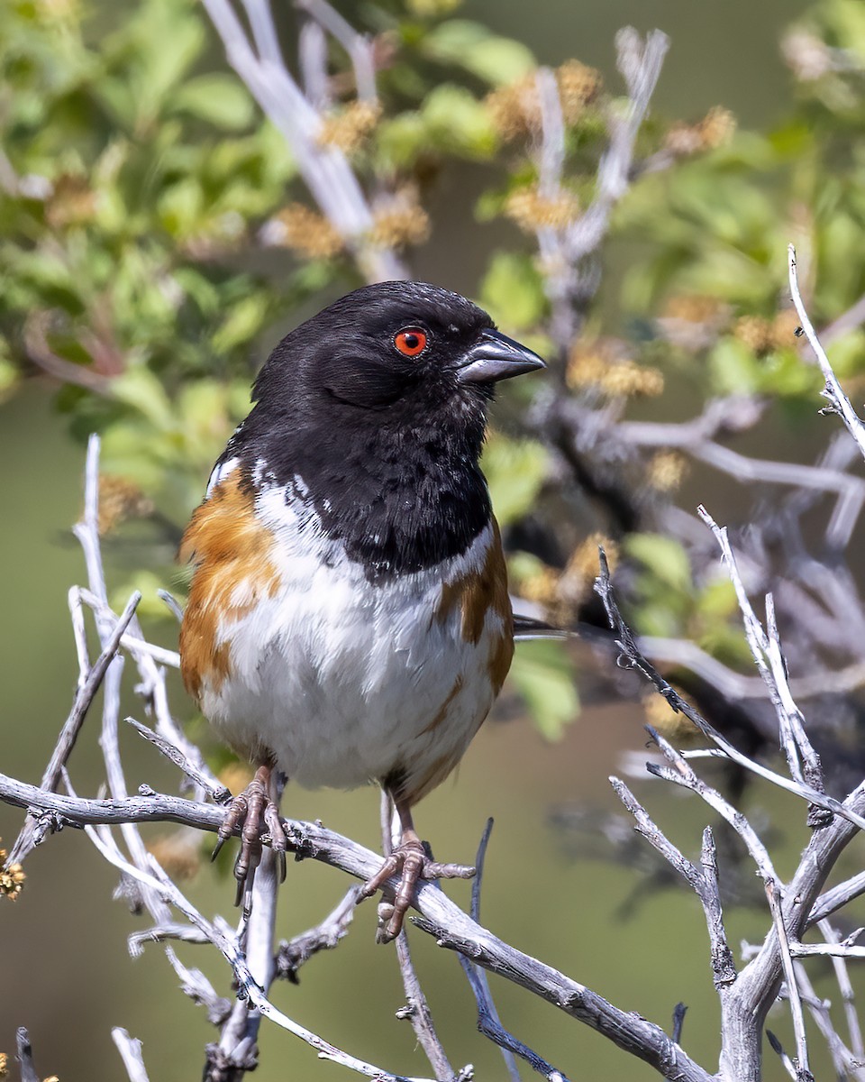 Spotted Towhee - ML462712481
