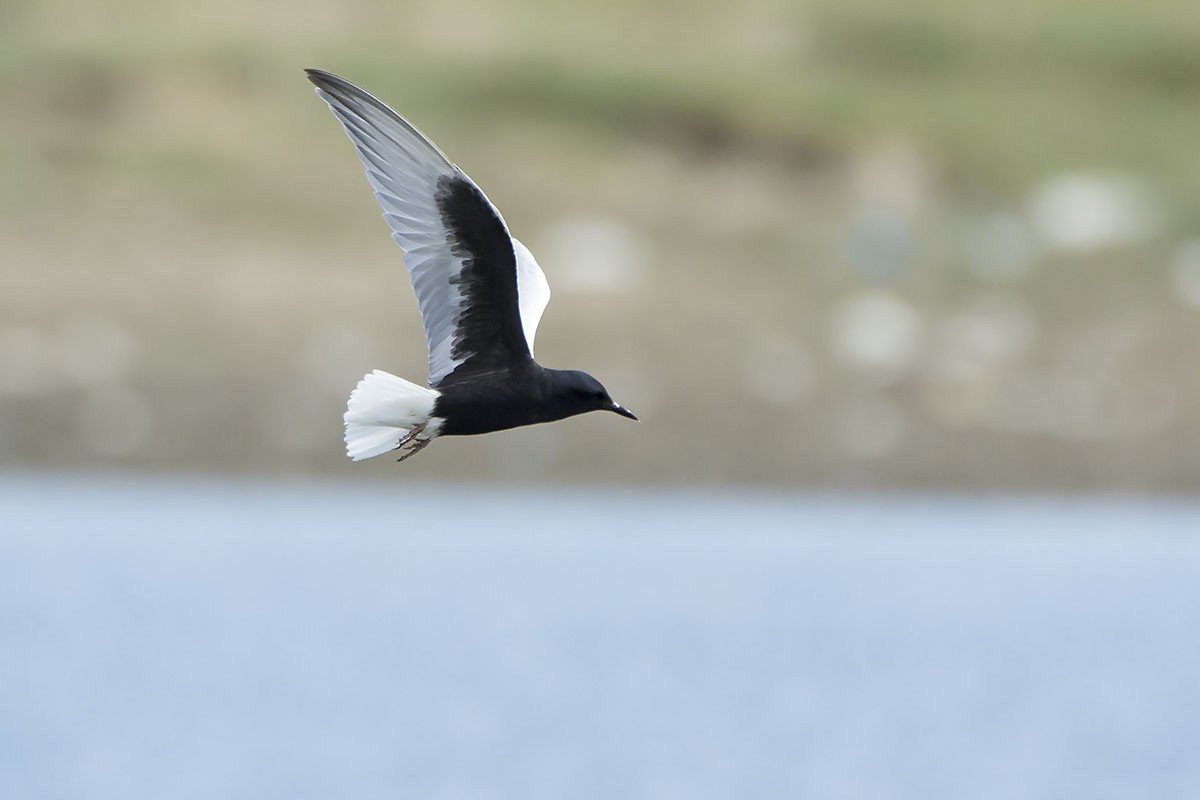 White-winged Tern - Miguel Rouco