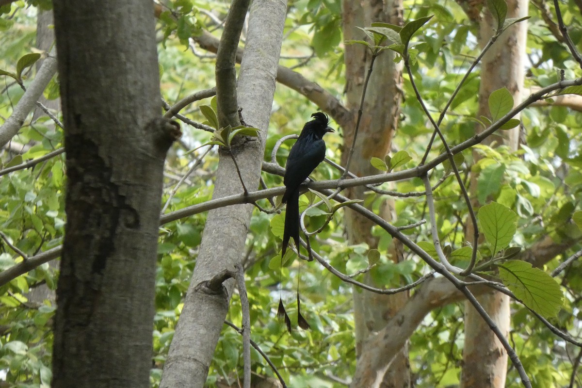Greater Racket-tailed Drongo - ML462717031