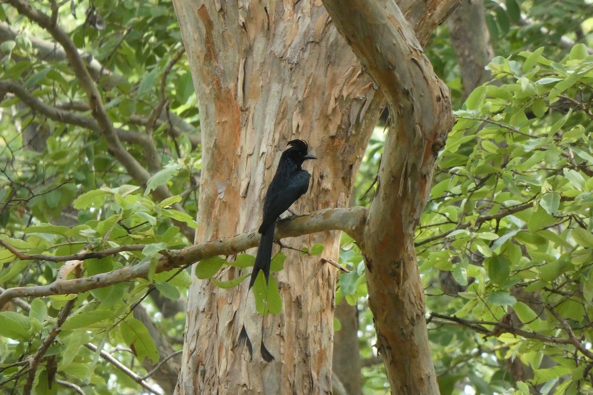 Greater Racket-tailed Drongo - ML462717101