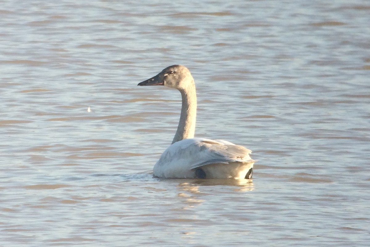Tundra Swan (Whistling) - Michael Rogers