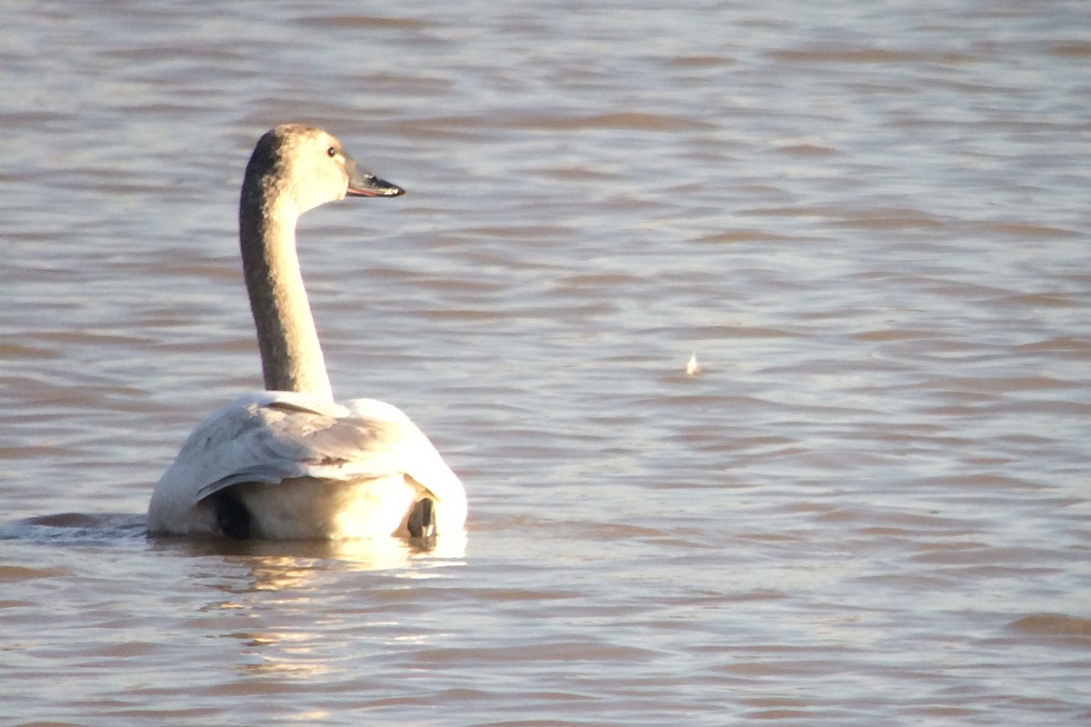 Tundra Swan (Whistling) - ML46271861