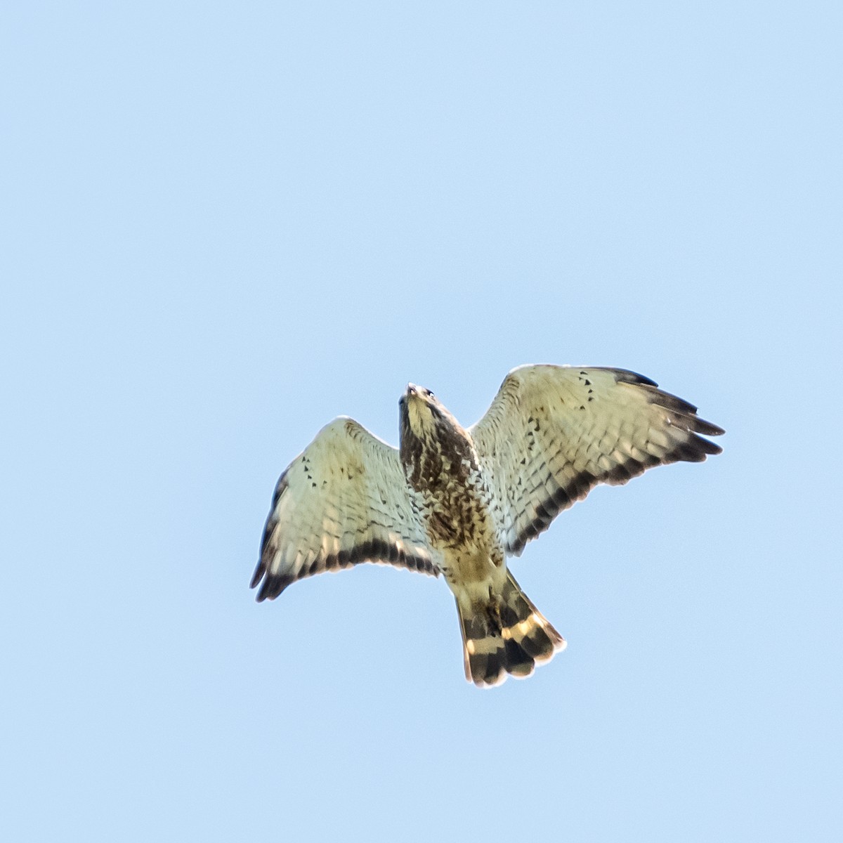Broad-winged Hawk - ML462719311