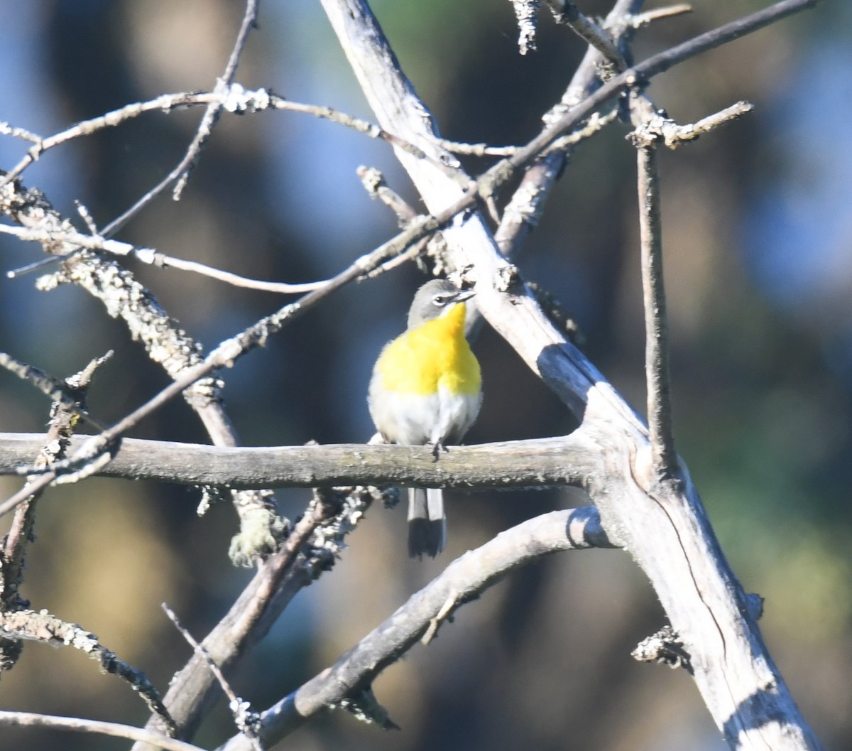 Yellow-breasted Chat - ML462719931
