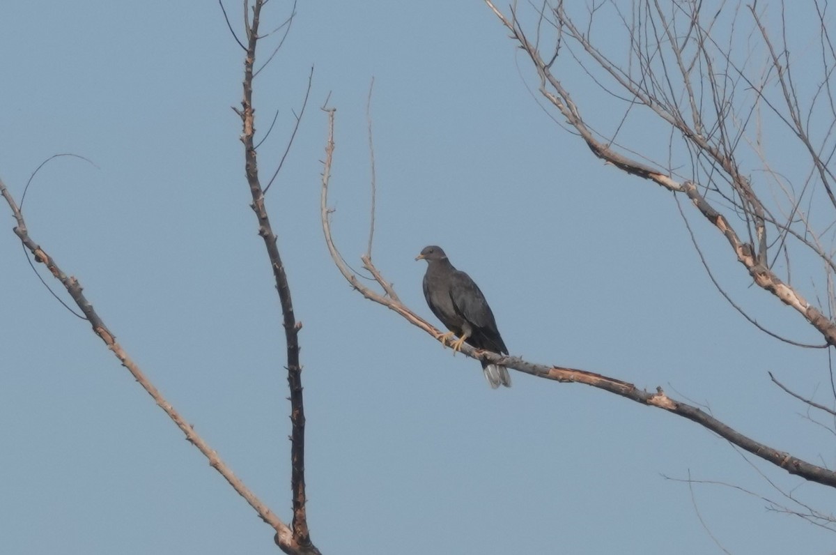 Band-tailed Pigeon - ML462722941