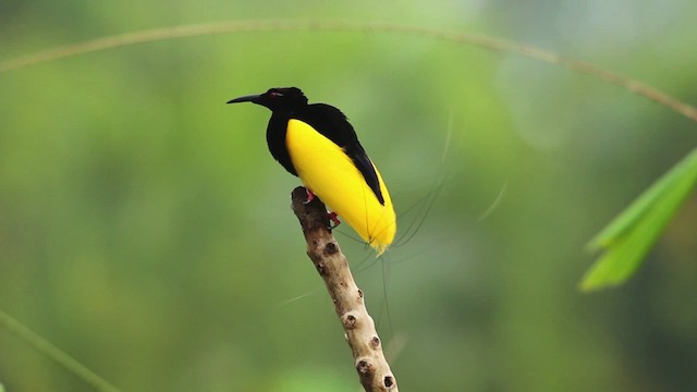 Twelve-wired Bird-of-Paradise - ML462727