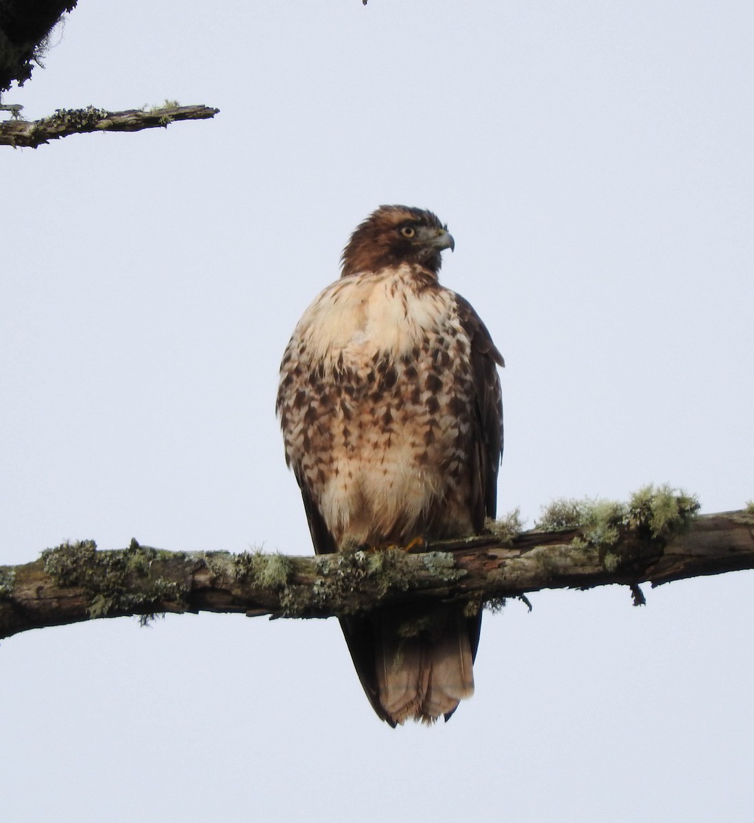 Red-tailed Hawk - ML46273091
