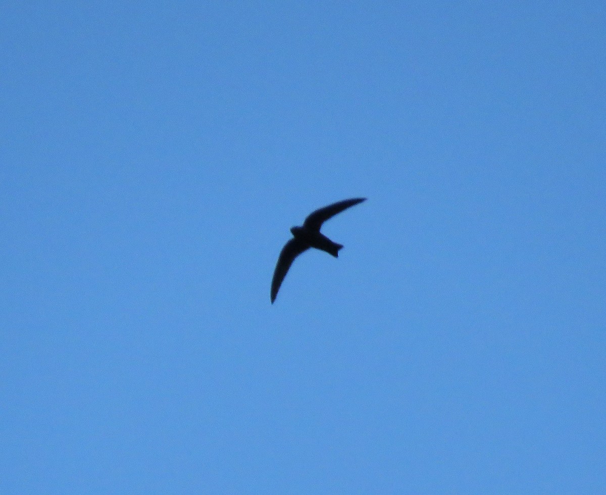 Black Swift (borealis) - ML462731941