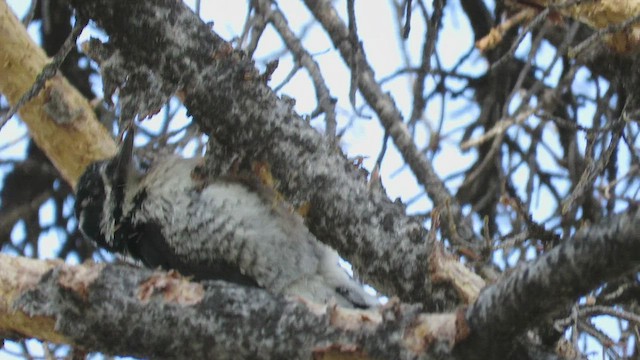 American Three-toed Woodpecker (Rocky Mts.) - ML462734761