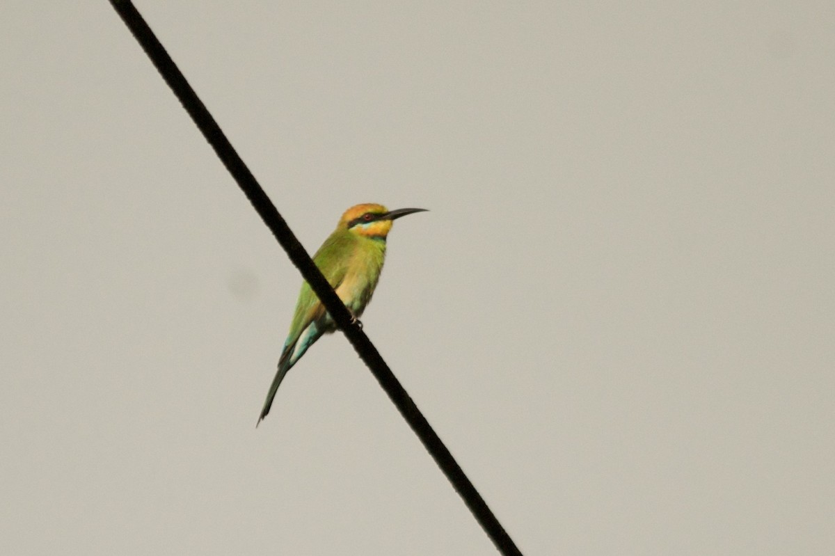 Rainbow Bee-eater - ML46273991