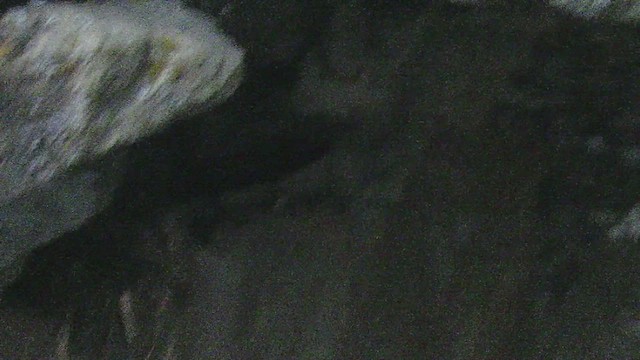 クロムジアマツバメ（borealis） - ML462740791