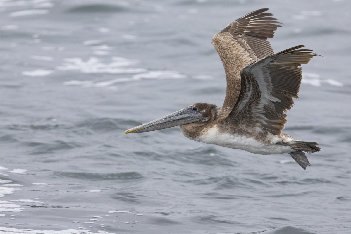 pelikán hnědý (ssp. californicus) - ML462746081