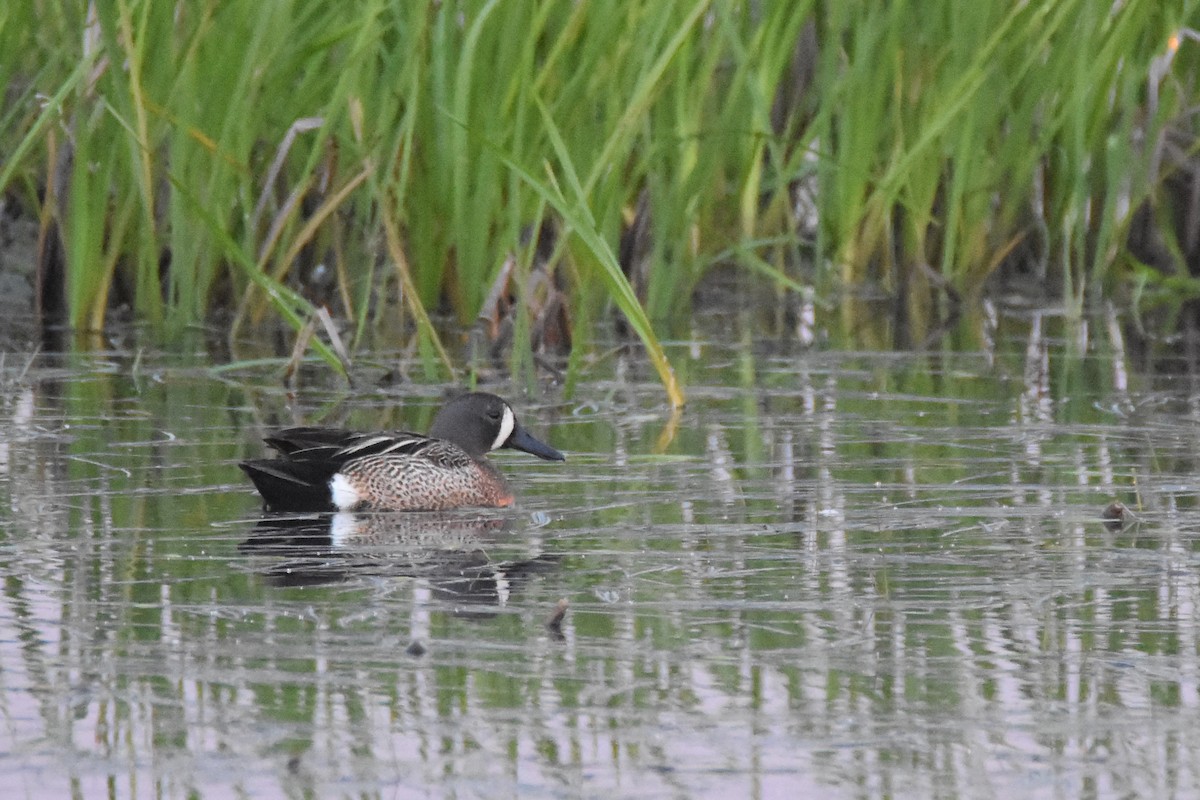 Blue-winged Teal - ML462747921