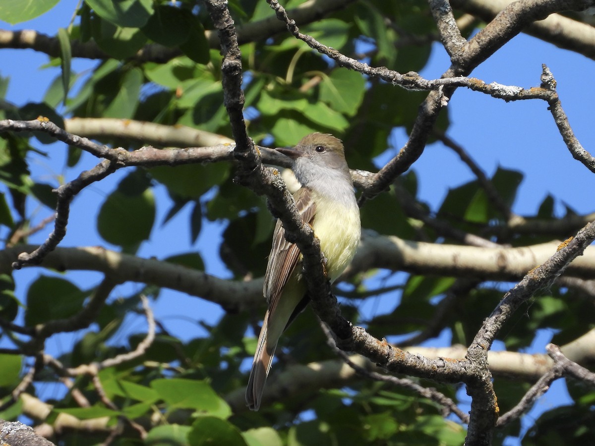 Great Crested Flycatcher - ML462748971