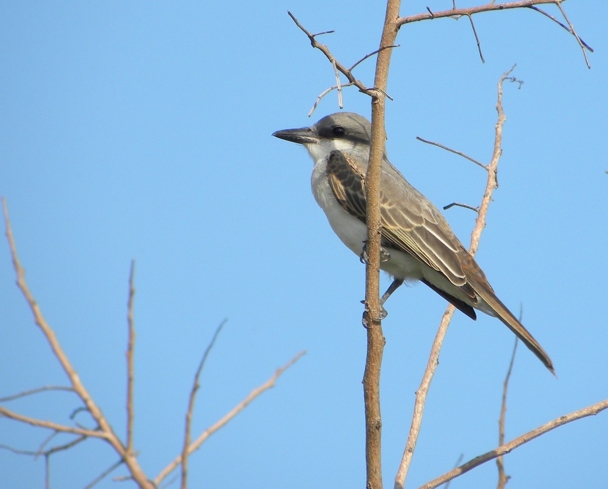 eBird Checklist 8 Sep 2013 HONEYMOON ISLAND STATE PARK, DUNEDIN, FL