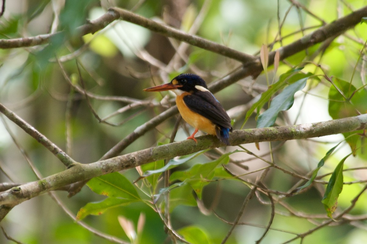 Moluccan Dwarf-Kingfisher (North Moluccan) - John C. Mittermeier