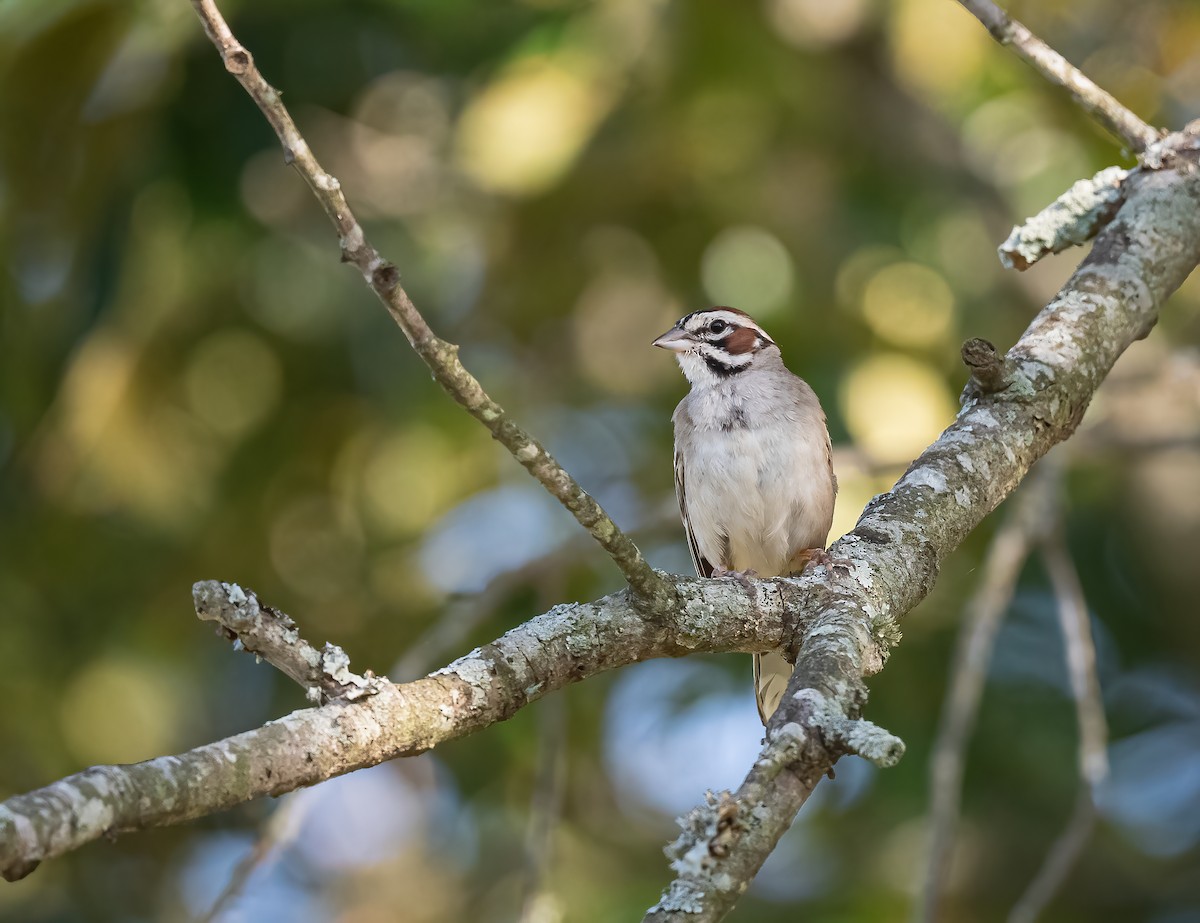 Lark Sparrow - Gena Flanigen