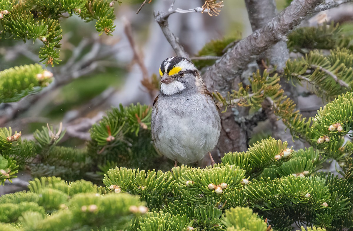 White-throated Sparrow - ML462759221