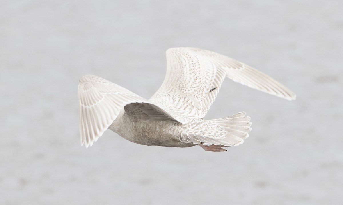 Iceland Gull (kumlieni) - Brian Sullivan