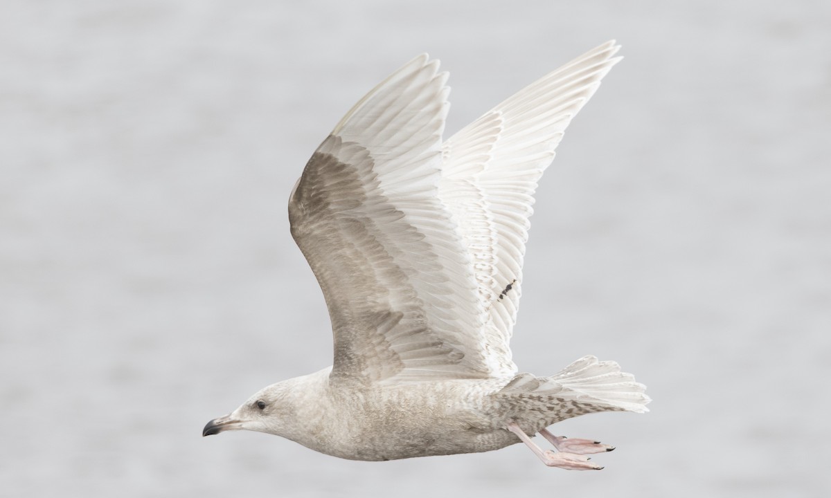Iceland Gull (kumlieni) - ML46277141