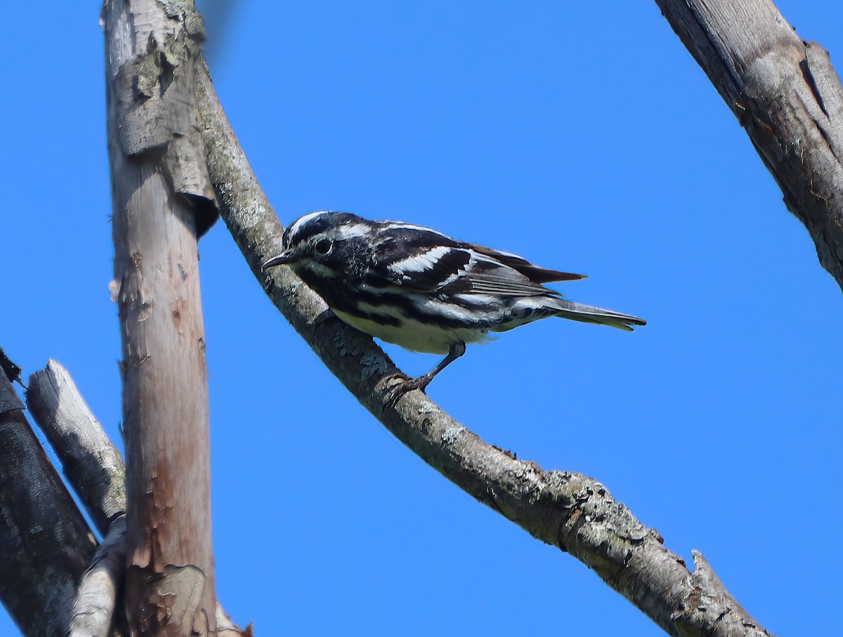 Black-and-white Warbler - ML462779501