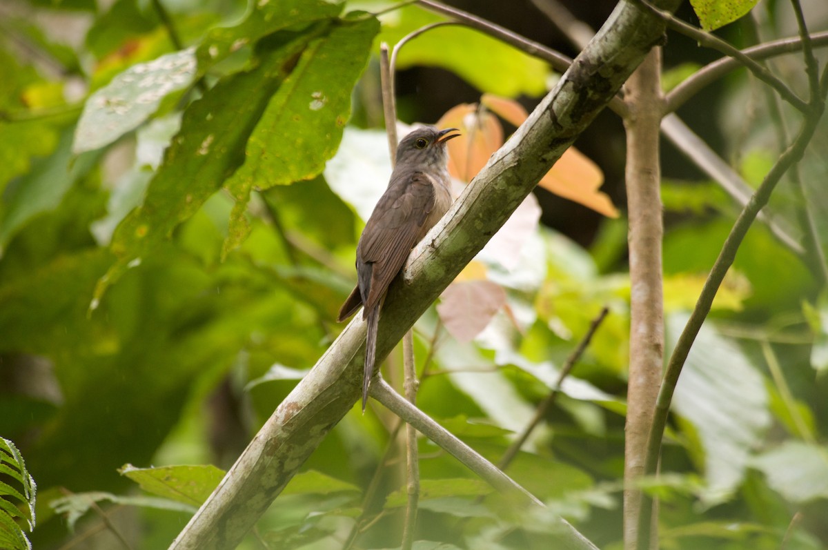 Moluccan Brush Cuckoo - Cacomantis aeruginosus - Birds of the World