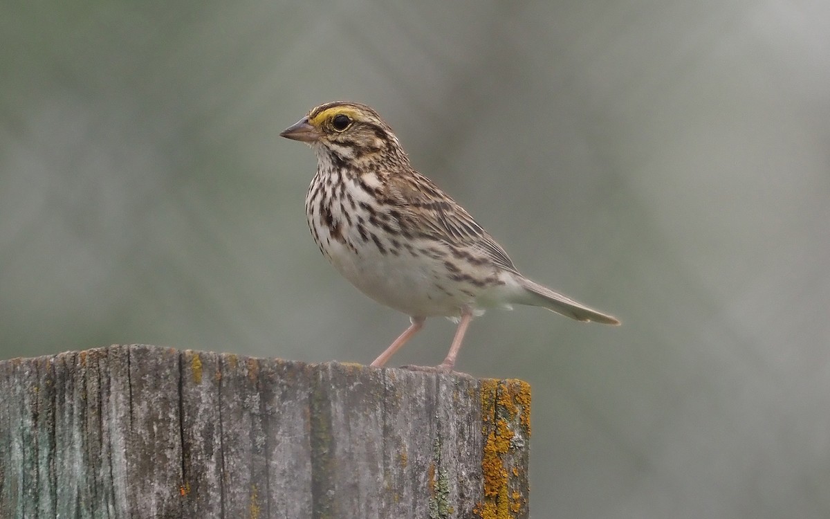 Savannah Sparrow - ML462786161