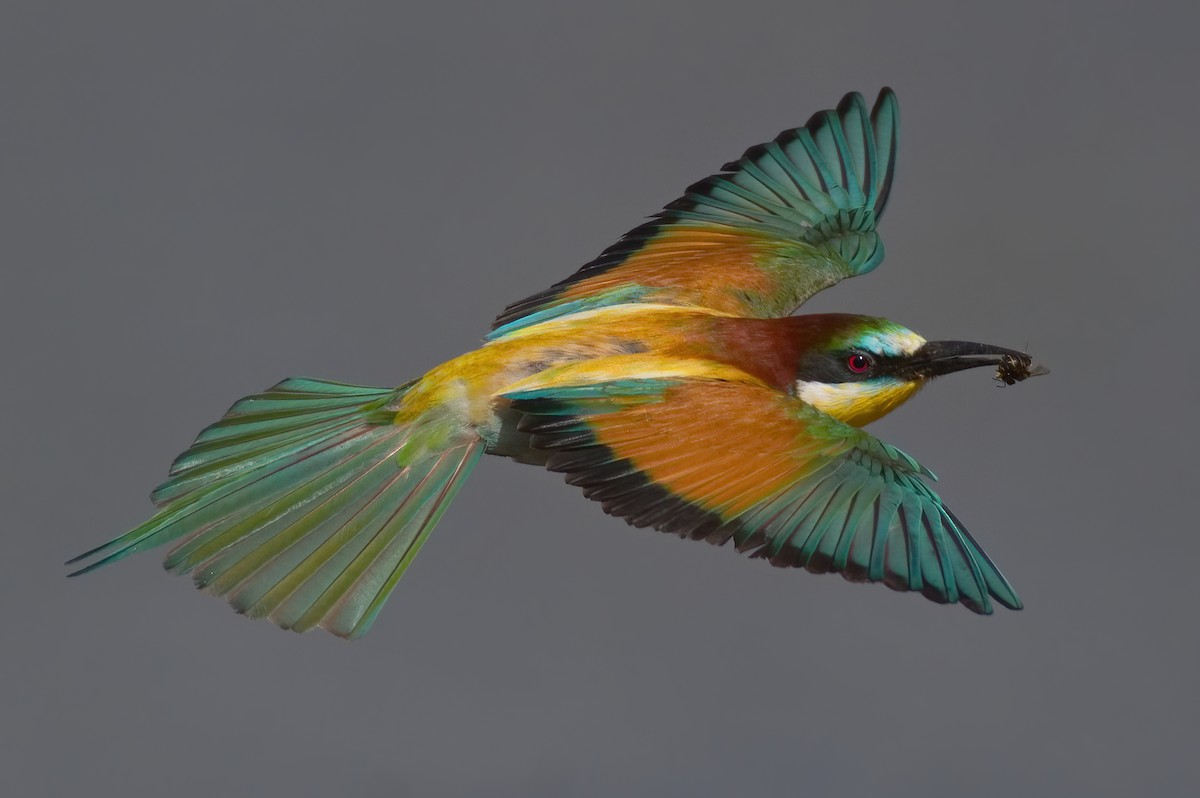 European Bee-eater - ML462790401