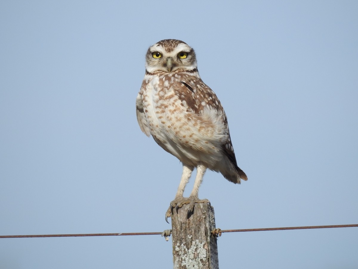 Burrowing Owl - ML462790611