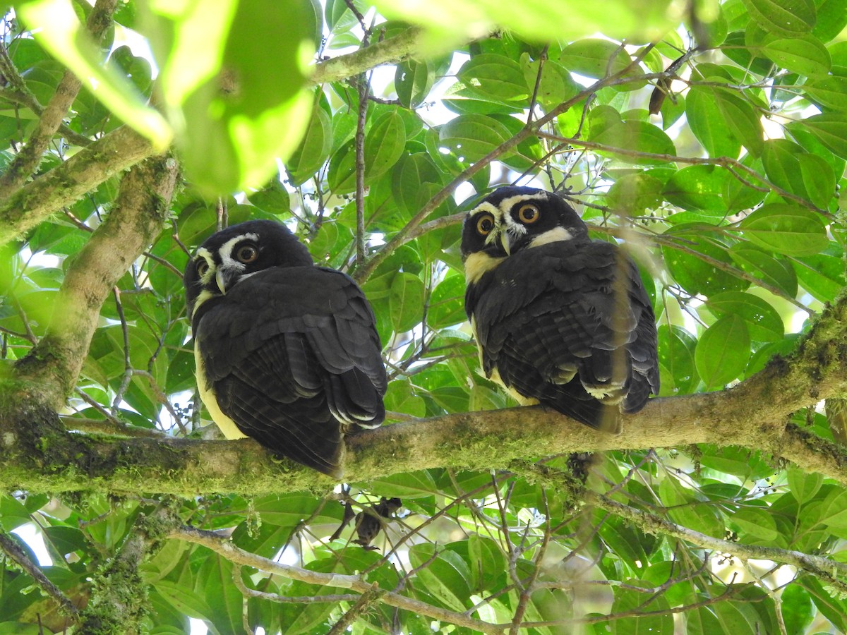 Spectacled Owl - Mark Stacy